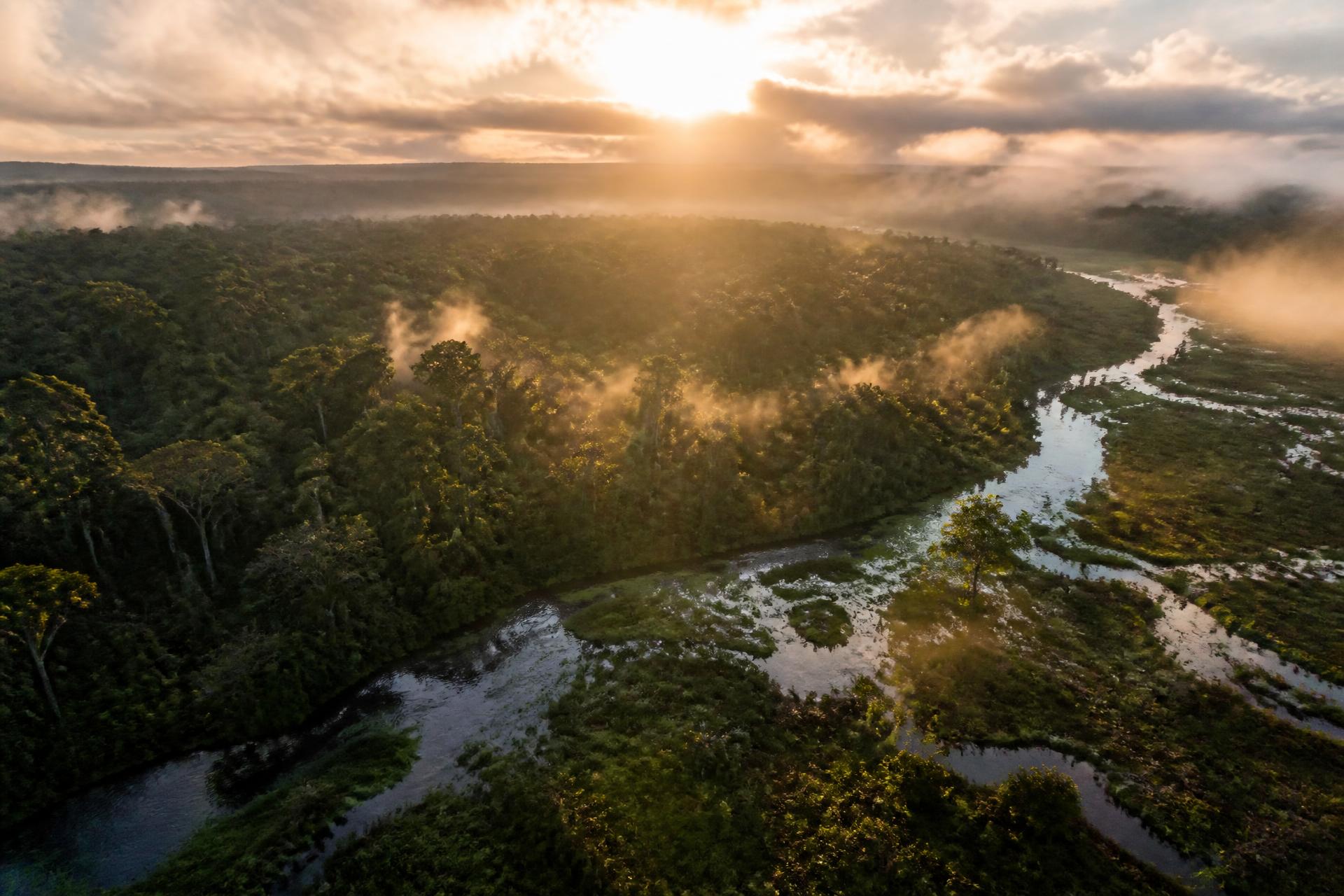 Aerial view of a thriving forest and wetland ecosystem at golden hour